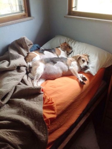 Dogs in a bed.