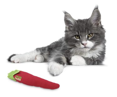 chili pepper catnip cat toy