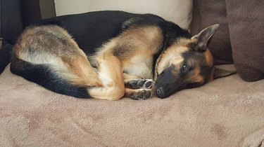 dog holds feet while sleeping