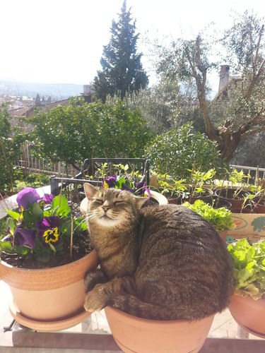 cat sleeping in garden planter