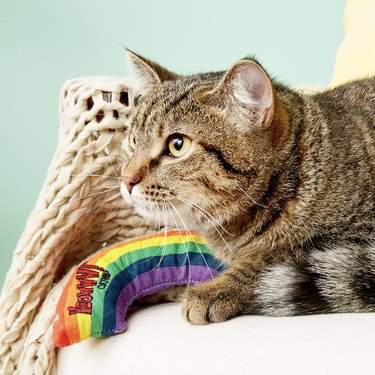 rainbow catnip infused toy