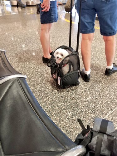 Cute dog in a dog carrier