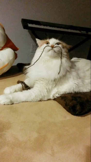 Cat with a string that looks like a mustache