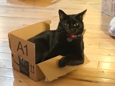 black cat sits in box