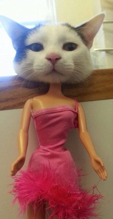cat head with barbie doll body