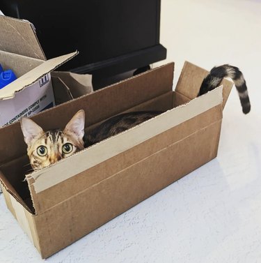 Cat in a narrow box with their head peaking up and their tail hanging over one of the box flaps.