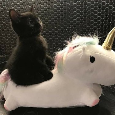 black cat riding white unicorn plushy