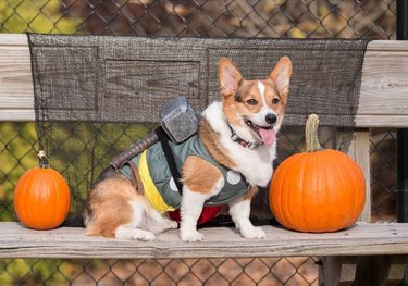 dog dressed as Thor poses with pumpkins
