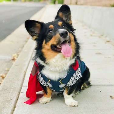 dog dressed is thor is a superhero