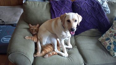 funny dog sits on cat