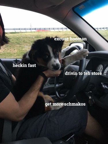 Puppy driving a car with captions that say: "heckin fast, excuse hoooman, drivin to teh store, get more schmakos".