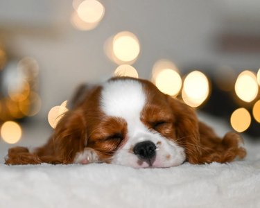 Sleeping cocker spaniel puppy.