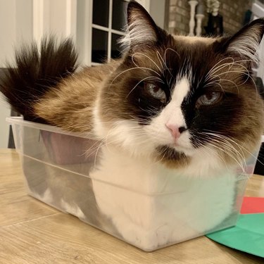 Ragdoll cat sitting in a clear plastic box.