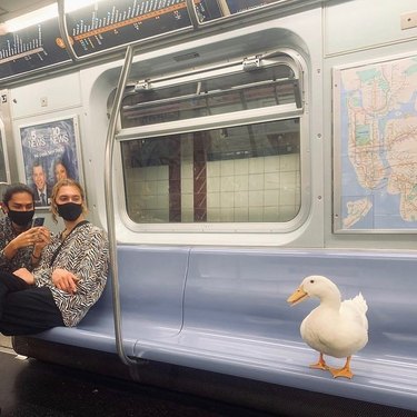 duck on train