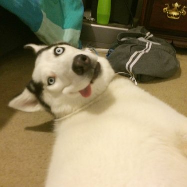 derpy dog