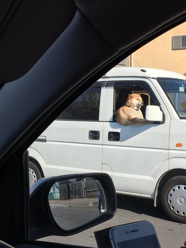 Shiba inu driving truck in Japan.