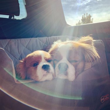 Two dogs napping together in car seat.