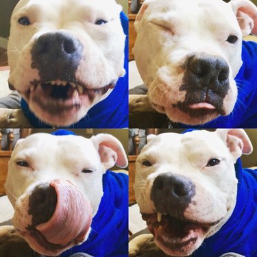 candid photos of funny pitbull