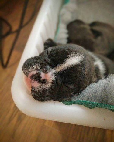 Frenchie bulldog puppy sleeping in a laundry basket.