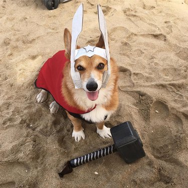 corgi dog dressed as Thor