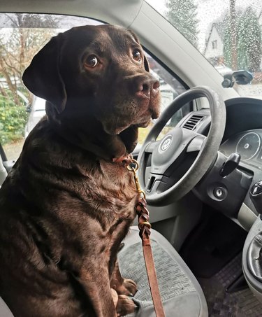 Chocolate labrador dog would love to drive car.