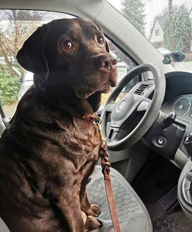 16 Reasons Why We’re Pretty Sure That Driving Dogs, Not Driverless Cars ...