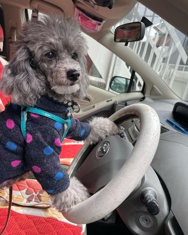 Gray poodle in a polka dot sweater driving a car.