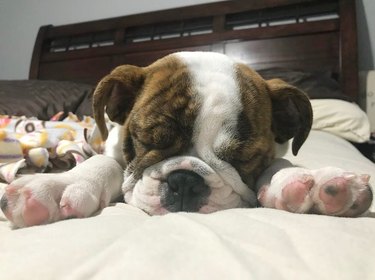 Sleeping bulldog on a bed with their paws faccing the camera.