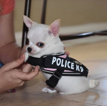 Chihuahua in police vest