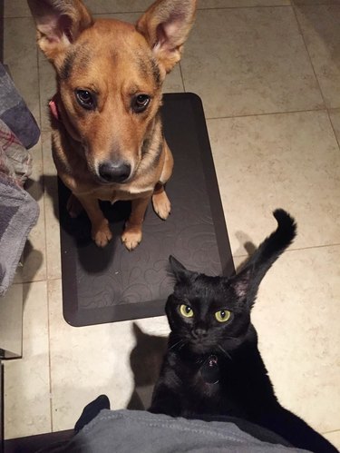 cat and dog want some of your food