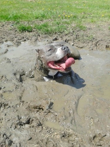 dog loves bathing in mud