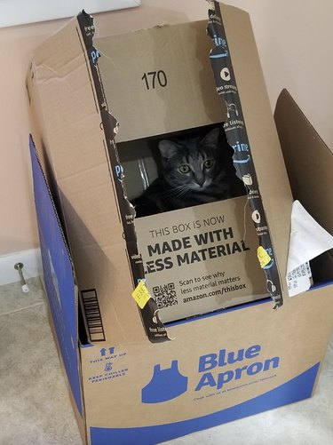 Cat in a box within a box.
