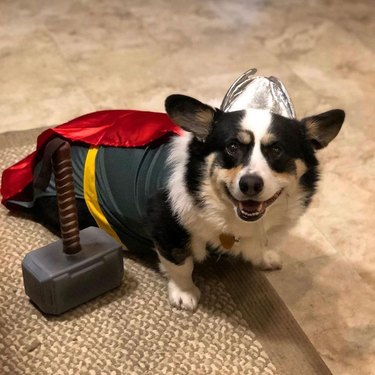 corgi dressed as Thor for Halloween