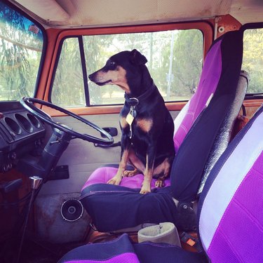 dog in driver's seat