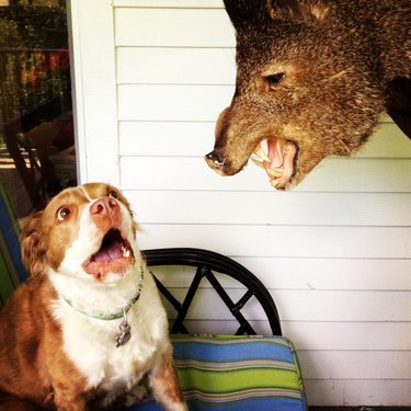 dog scared of taxidermied boar's head