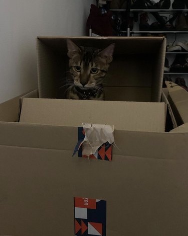 Cat sitting in a box, within a box, within another box.
