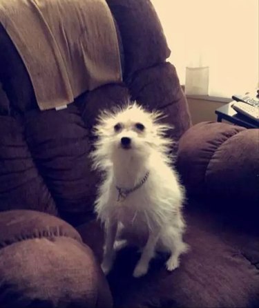 dog with hair standing on edge