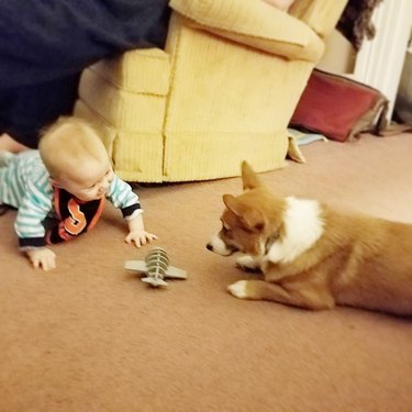corgi and baby play with toy