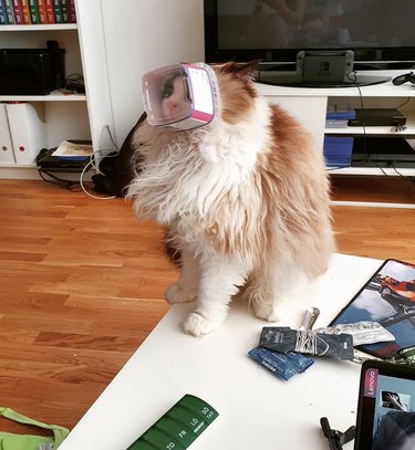 Cat with a small plastic box stuck on their face.
