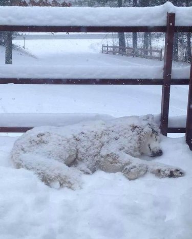 husky sleeping in snow