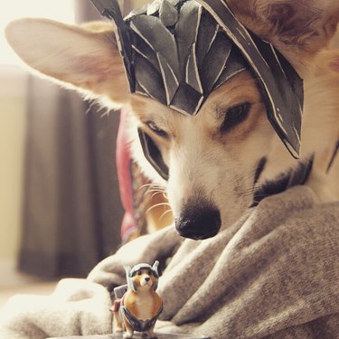 dog dressed as thor stares at figurine of same