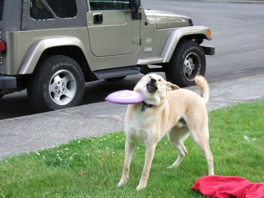frisbee hits dog in head