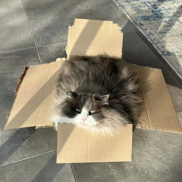 Ragamuffin cat with their fur fanned out in a cardboard.