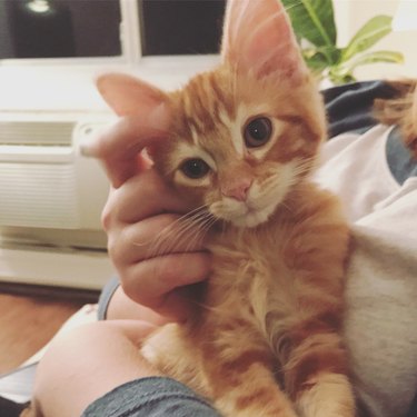 new kitten named cheeto