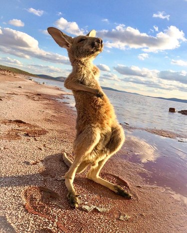 kangaroo on a beach soaking up sun rays