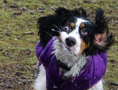 funny photo of dog shaking drool off its jowls