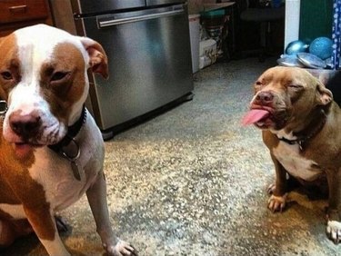 Pitbull sticking out its tongue at another pitbull.