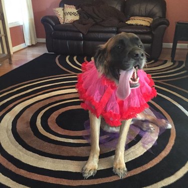 dog in pink dress