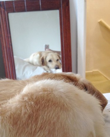 dog sleeping on bed can see reflection in mirror