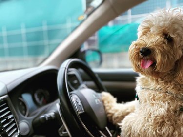 Cavodle dog driving car.